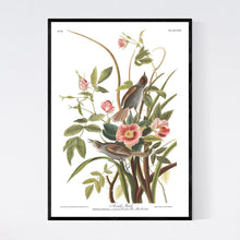 Load image into Gallery viewer, Sea Side Finch Print by John Audubon