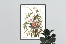 Load image into Gallery viewer, Sea Side Finch Print by John Audubon