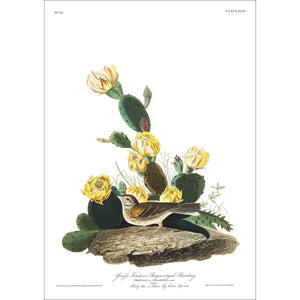 Grass Finch Bay-Winged Bunting Print by John Audubon