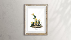 Grass Finch Bay-Winged Bunting Print by John Audubon