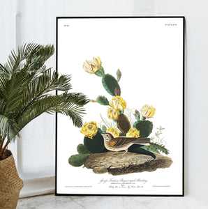 Grass Finch Bay-Winged Bunting Print by John Audubon