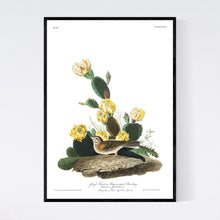 Load image into Gallery viewer, Grass Finch Bay-Winged Bunting Print by John Audubon