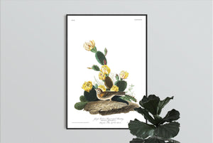 Grass Finch Bay-Winged Bunting Print by John Audubon