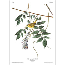 Load image into Gallery viewer, Blue-Eyed Yellow Warbler Print by John Audubon