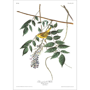 Blue-Eyed Yellow Warbler Print by John Audubon