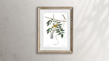 Load image into Gallery viewer, Blue-Eyed Yellow Warbler Print by John Audubon