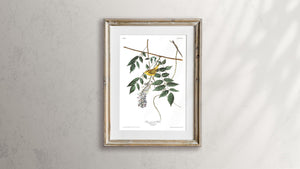 Blue-Eyed Yellow Warbler Print by John Audubon