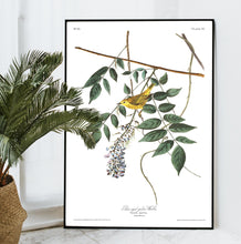 Load image into Gallery viewer, Blue-Eyed Yellow Warbler Print by John Audubon