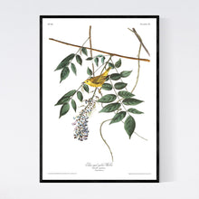 Load image into Gallery viewer, Blue-Eyed Yellow Warbler Print by John Audubon