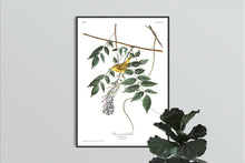 Load image into Gallery viewer, Blue-Eyed Yellow Warbler Print by John Audubon