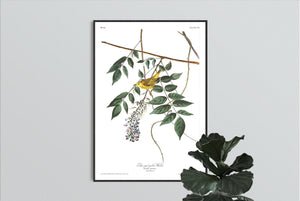 Blue-Eyed Yellow Warbler Print by John Audubon