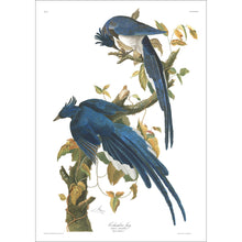 Load image into Gallery viewer, Colombia Jay Print by John Audubon
