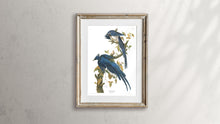 Load image into Gallery viewer, Colombia Jay Print by John Audubon