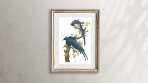 Colombia Jay Print by John Audubon
