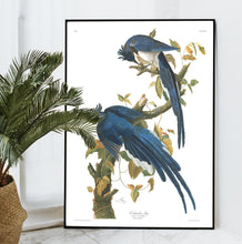 Load image into Gallery viewer, Colombia Jay Print by John Audubon