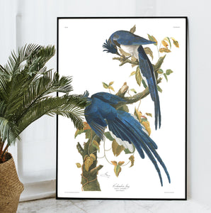 Colombia Jay Print by John Audubon