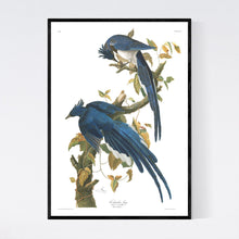 Load image into Gallery viewer, Colombia Jay Print by John Audubon