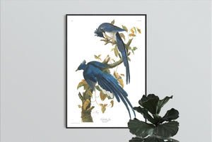 Colombia Jay Print by John Audubon