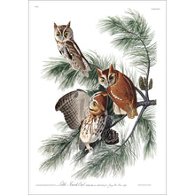 Load image into Gallery viewer, Little Screech Owl Print by John Audubon