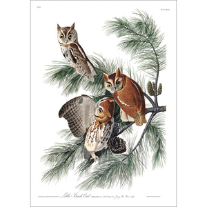 Little Screech Owl Print by John Audubon