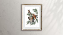 Load image into Gallery viewer, Little Screech Owl Print by John Audubon