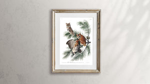Little Screech Owl Print by John Audubon