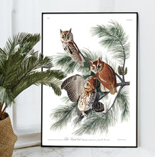 Load image into Gallery viewer, Little Screech Owl Print by John Audubon