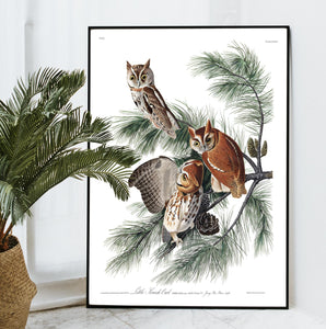 Little Screech Owl Print by John Audubon
