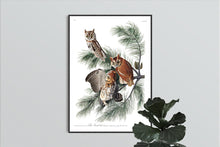 Load image into Gallery viewer, Little Screech Owl Print by John Audubon