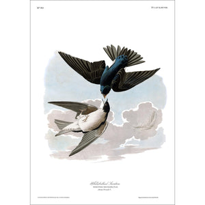 White-Bellied Swallow Print by John Audubon