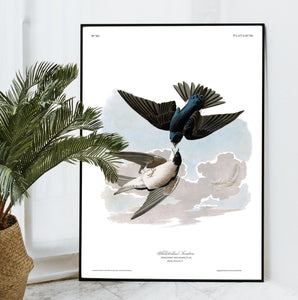 White-Bellied Swallow Print by John Audubon