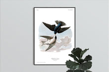 Load image into Gallery viewer, White-Bellied Swallow Print by John Audubon