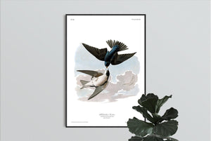 White-Bellied Swallow Print by John Audubon