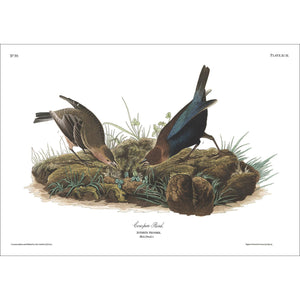 Cow-Pen Bird Print by John Audubon