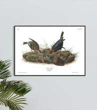 Load image into Gallery viewer, Cow-Pen Bird Print by John Audubon