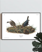 Load image into Gallery viewer, Cow-Pen Bird Print by John Audubon